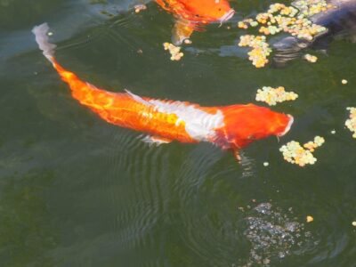 P1010155